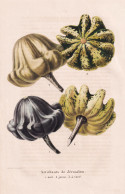 Artichauts De Jerusalem - Kürbis Zierkürbis Pumpkin / Pomologie Pomology / Pflanze Planzen Plant Plants / Bo - Prints & Engravings