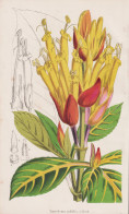 Sanchezia Nobilis - Feuerfinger / South America Südamerika / Flower Blume Flowers Blumen / Pflanze Planzen Pl - Stampe & Incisioni