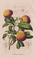 Benthamia Fragifera - Cornus Capitata Bentham's Cornel Dogwood / Pflanze Planzen Plant Plants / Botanical Bota - Prints & Engravings