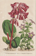 Saxifraga  Purpurascens - Steinbrech / Himalaya / Flower Blume Flowers Blumen / Pflanze Planzen Plant Plants / - Stiche & Gravuren