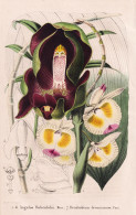 Anguloa Hohenlohii - Dendrobium Devonianum - Orchidee Orchid / Colombia Kolumbien East-Indies / Flower Blume F - Estampes & Gravures