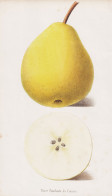 Poire Fondante Du Comice - Poire Birne Pear Birnbaum Birnen / Obst Fruit / Pomologie Pomology / Pflanze Planze - Stiche & Gravuren