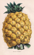 Ananas D'Otahiti - Pineapple Tahiti / Obst Fruit / Pomologie Pomology / Pflanze Planzen Plant Plants / Botanic - Stampe & Incisioni