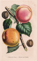 Abricot De Nancy - Abricot Royal Moulin - Aprikose Marille Apricot / Obst Fruit / Pomologie Pomology / Pflanze - Estampas & Grabados