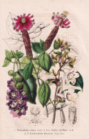 Barnadesia Rosea - Abelia Uniflora - Lardizabala Biternata -  Chile South America Südamerika / Abelien China - Stiche & Gravuren