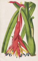 (Billbergia Glymiana) - Bromeliaceae / Brasil Brazil Brasilien / Flower Blume Flowers Blumen / Pflanze Planzen - Prints & Engravings