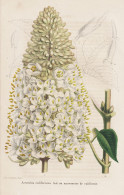 Aesculus Californiea - California Kalifornien / Flower Blume Flowers Blumen / Pflanze Planzen Plant Plants / B - Stiche & Gravuren