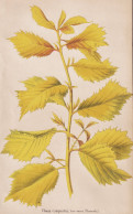 Ulmus Campestris, Var-aurea - Feldulme Field Elm Ulme / Flower Blume Flowers Blumen / Pflanze Planzen Plant Pl - Estampas & Grabados
