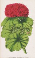 Pelargonium Inquinans - Geranie Geranium Pelargonien / Flower Blume Flowers Blumen / Pflanze Planzen Plant Pla - Prints & Engravings