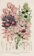 Ixia Aristata - Ixia Maculata - Ixia Villosa - Ixie Klebschwertel Mistelblume Corn Lily Lilie / South Africa S - Estampes & Gravures