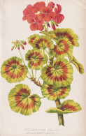 Pelargonium Zonale - Geranie Geranium Pelargonien / Flower Blume Flowers Blumen / Pflanze Planzen Plant Plants - Prenten & Gravure