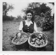 Photo Vintage Paris Snap Shop - Jeugny Recolte Pomme Et Noisette Apple - Lieux
