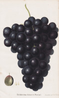Fredericton (Robert Et Moreau) - Wein Wine Grapes Weintrauben Trauben / Obst Fruit / Pomologie Pomology / Pfla - Estampes & Gravures