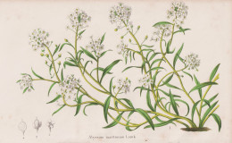 Alyssum Maritimum - Strand-Silberkraut Sweet Alison Steinkraut Duftsteinrich / Flower Blume Flowers Blumen / P - Prints & Engravings