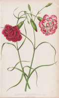 Dianthus Caryophyllus - Landnelke Nelke Carnation Clove Pink / Flower Blume Flowers Blumen / Pflanze Planzen P - Stiche & Gravuren