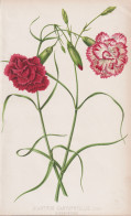 Dianthus Caryophyllus - Landnelke Nelke Carnation Clove Pink / Flower Blume Flowers Blumen / Pflanze Planzen P - Estampes & Gravures