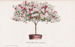 Azalea Vittata Hort. Var. Beali - China / Azalea Rhododendron Rhododendren / Flower Blume Flowers Blumen / Pfl - Prints & Engravings