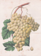 Almeria (Robert Et Moreau) - Wein Wine Grapes Weintrauben Trauben / Obst Fruit / Pomologie Pomology / Pflanze - Stiche & Gravuren