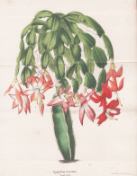 Epiphyllum Truncatum - Schlumbergera Truncata Kakteen Kaktus Cactus / Brazil Brasil Brasilien / Flower Blume F - Stampe & Incisioni