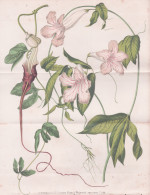 Aristolochia Macroura Gom - Pfeifenblumen Pipevine Pfeifenwinden / Flower Blume Flowers Blumen / Pflanze Planz - Prenten & Gravure