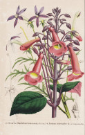Gesneria Donckelaariana - Jsotoma Senecioides - Gloxinia / Flower Blume Flowers Blumen / Pflanze Planzen Plant - Prints & Engravings