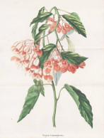 Begonia Limmingheiana - Begonie / Flower Blume Flowers Blumen / Pflanze Planzen Plant Plants / Botanical Botan - Prenten & Gravure