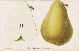 Delices D'Hardenpont - Poire Birne Pear Birnbaum Birnen / Obst Fruit / Pomologie Pomology / Pflanze Planzen Pl - Estampes & Gravures