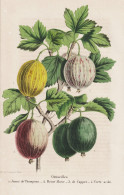 Groseilles - Jaune De Thompson - Reine Marie - De Capper - Verte Acide - Gooseberry Stachelbeere Beere Berry / - Estampes & Gravures