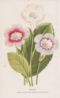 Gloxinia Henry Carcenac... - Gloxinie / Flower Blume Flowers Blumen / Pflanze Planzen Plant Plants / Botanical - Estampes & Gravures