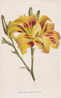 Hemerocallis Distachia Fl. Pleno - Taglilien Taglilie Day Lily Lilies / Nepal / Flower Blume Flowers Blumen / - Stiche & Gravuren