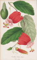 Passiflora Fulgens, Wallis - Passionsblume Passion Flowers / Flower Blume Flowers Blumen / Pflanze Planzen Pla - Stiche & Gravuren
