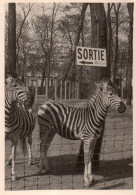 Photo Vintage Paris Snap Shop -zoo Zebre - Autres & Non Classés