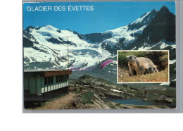 MAURIENNE - Le Refuge Des Evettes Le Glacier Des Evettes Animal Marmotte - Autres & Non Classés