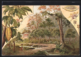 AK Kakaopflanzen, Landschaftsmotiv  - Landwirtschaftl. Anbau
