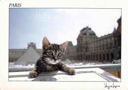 CHAT -  Chat Parisien Au Louvre - Chats