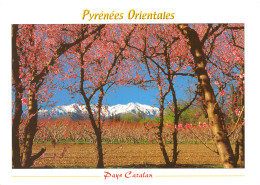 66-LE CANIGOU-N°4215-A/0231 - Andere & Zonder Classificatie