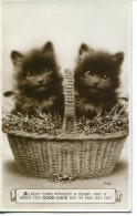 CATS - TWO CATS IN A BASKET RP - Chats