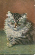 CATS - LONG HAIRED TABBY BY M STOCKS - Chats