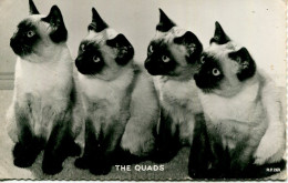 CATS - "THE QUADS" - FOUR SIAMESE RP - Katzen
