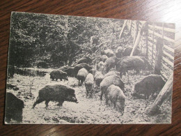 A Herd Of Wild Boars - Autres & Non Classés