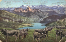 11673517 Rigi Kulm Lowerzersee Mythen Kuehe Rigi Kulm - Andere & Zonder Classificatie