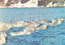 NORVEGE  - Reindeer Of Passage Swimming Across The Sound Of Mageroy - Colorisé - Carte Postale - Norway