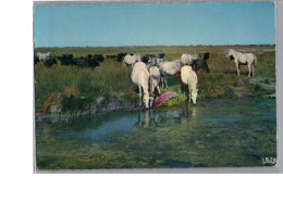 CAMARGUE - FOLKLORE - Les Gardians Chevaux Sauvage En Liberté - Autres & Non Classés