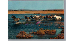 CAMARGUE - FOLKLORE - Les Gardian Chevaux Sauvage Cheval Horse - Other & Unclassified