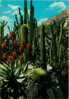 Fleurs - Plantes - Cactus - Principauté De Monaco - Le Jardin Exotique - Candélabre Agave Et Coussin De Belle-mère - CPM - Cactus