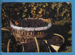 Vignes - Vendanges En Bordelais - Les Raisins Prêts Pour Le Pressoir Et Les Chais - Ecrite En 1995 - Vines