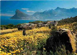 Afrique Du Sud - South Africa - Spring Flowers Along Chapmans Peak - CPM - Voir Scans Recto-Verso - Südafrika
