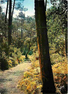 40 - Landes - Foret Landaise - Un Sentier Dans La Foret De Pins - CPM - Voir Scans Recto-Verso - Sonstige & Ohne Zuordnung