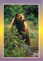 Animaux - Ours - Ours Des Pyrénées - Bear - CPM - Carte Neuve - Voir Scans Recto-Verso - Bears