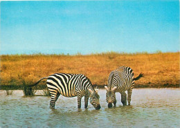 Animaux - Zèbres - Zebra Bohmova - CPM - Carte Neuve - Voir Scans Recto-Verso - Zebra's